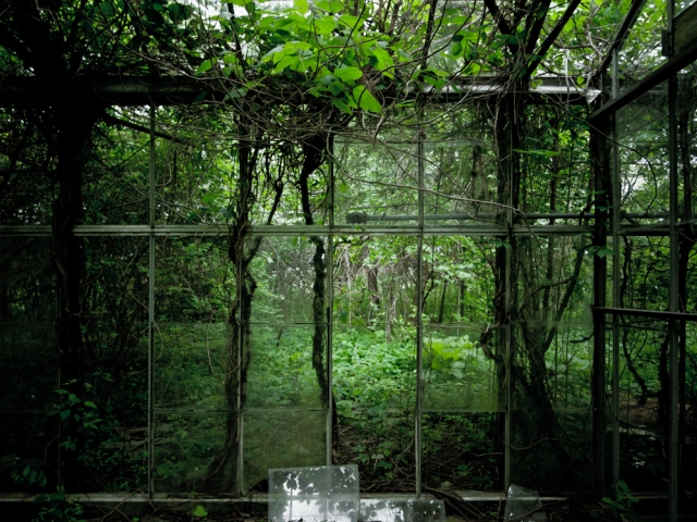 Abandoned Overgrown Greenhouse Becoming a Forest