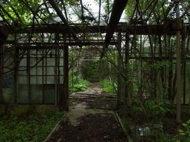 Abandoned Overgrown Greenhouse Becoming a Forest