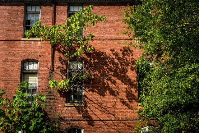 Tree Grows From Window of an Abandoned School