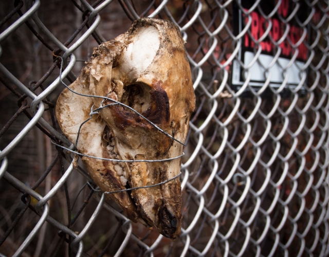 animal skull hanging on fence
