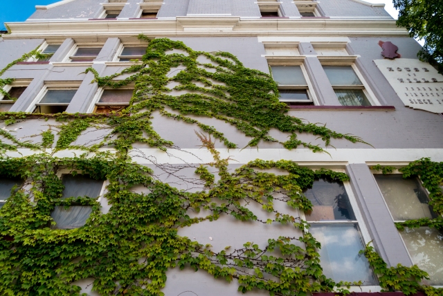 Ivy climbing the side of historic funeral home